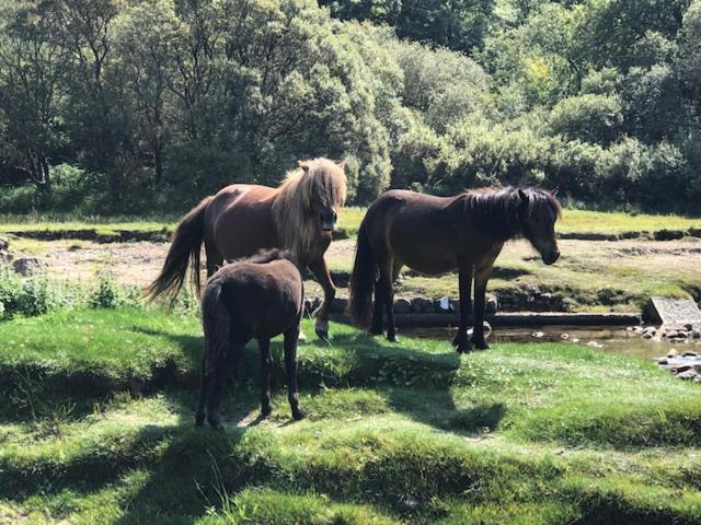 نيوتن أبوت Down The Garden Path Vintage Caravan B&B , Dartmoor المظهر الخارجي الصورة